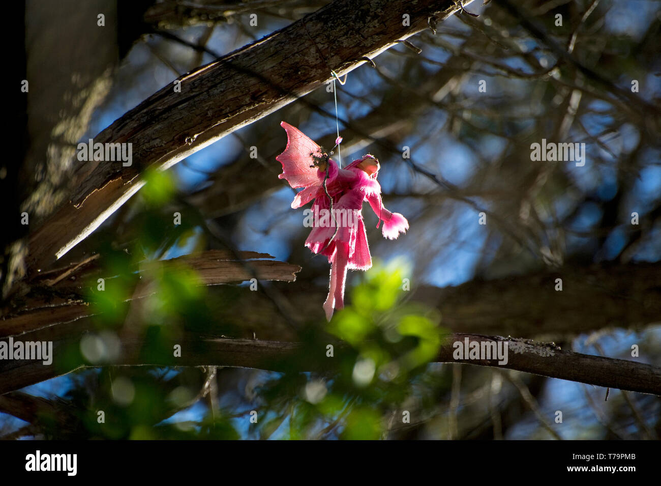 Bosque de las hadas hi-res stock photography and images - Alamy