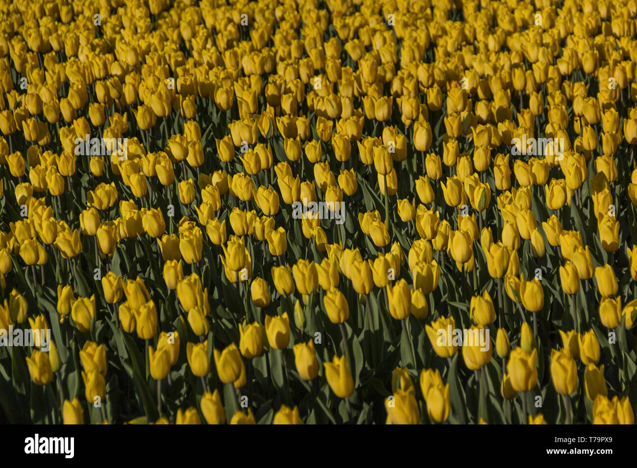 Yellow field of blooming tulips in spring beautiful background Stock ...