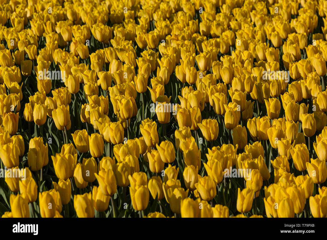 Yellow field of blooming tulips in spring beautiful background Stock ...
