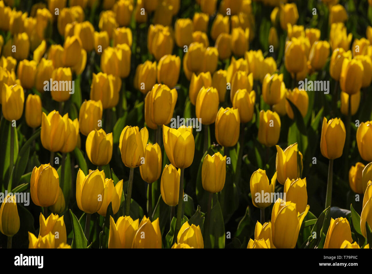 Yellow field of blooming tulips in spring beautiful background Stock ...