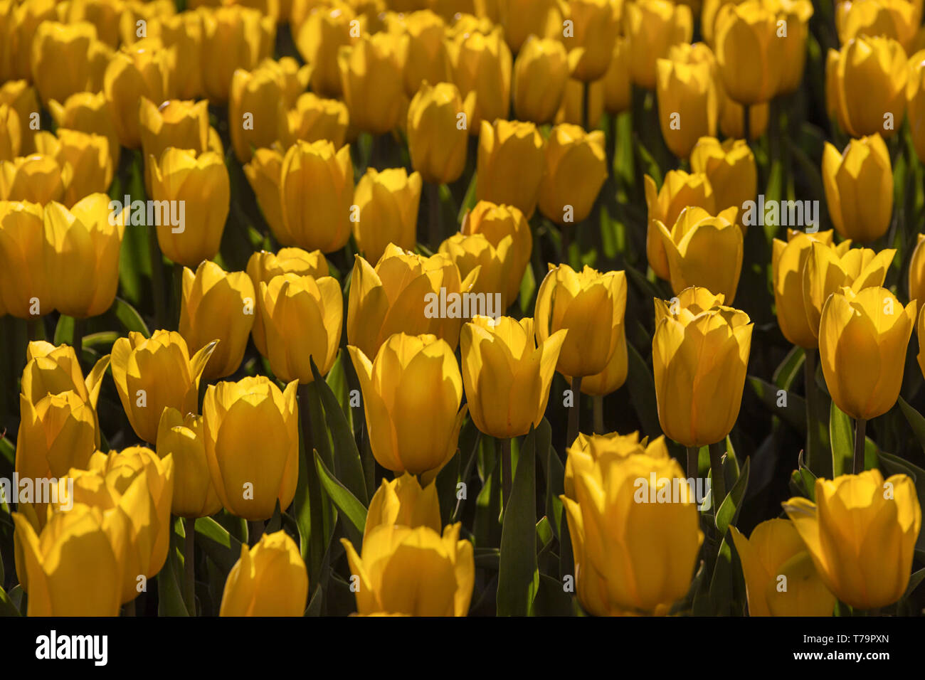 Yellow field of blooming tulips in spring beautiful background Stock ...