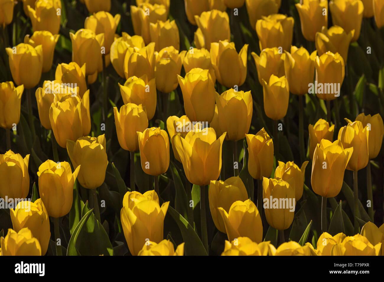 Yellow field of blooming tulips in spring beautiful background Stock ...