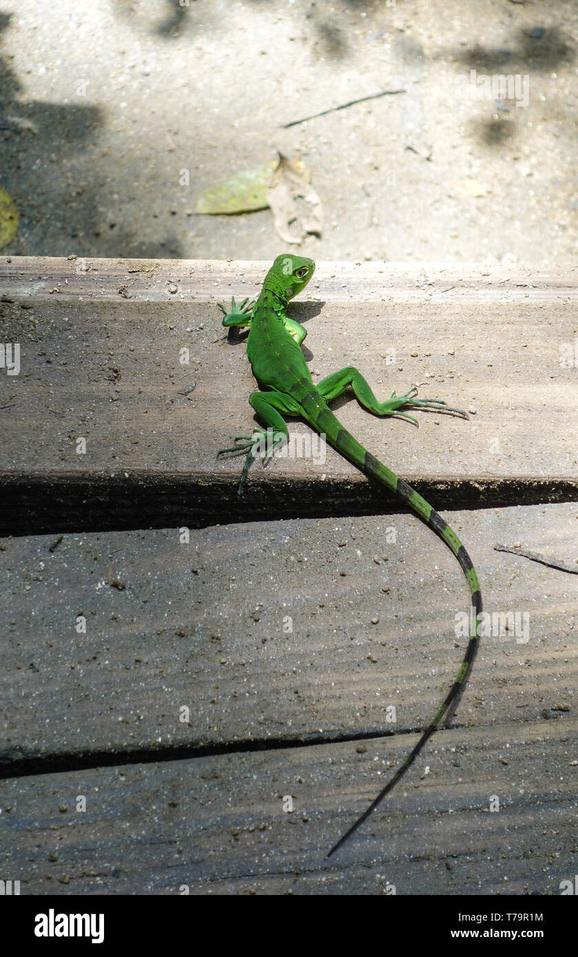 Green striped lizard hires stock photography and images Alamy