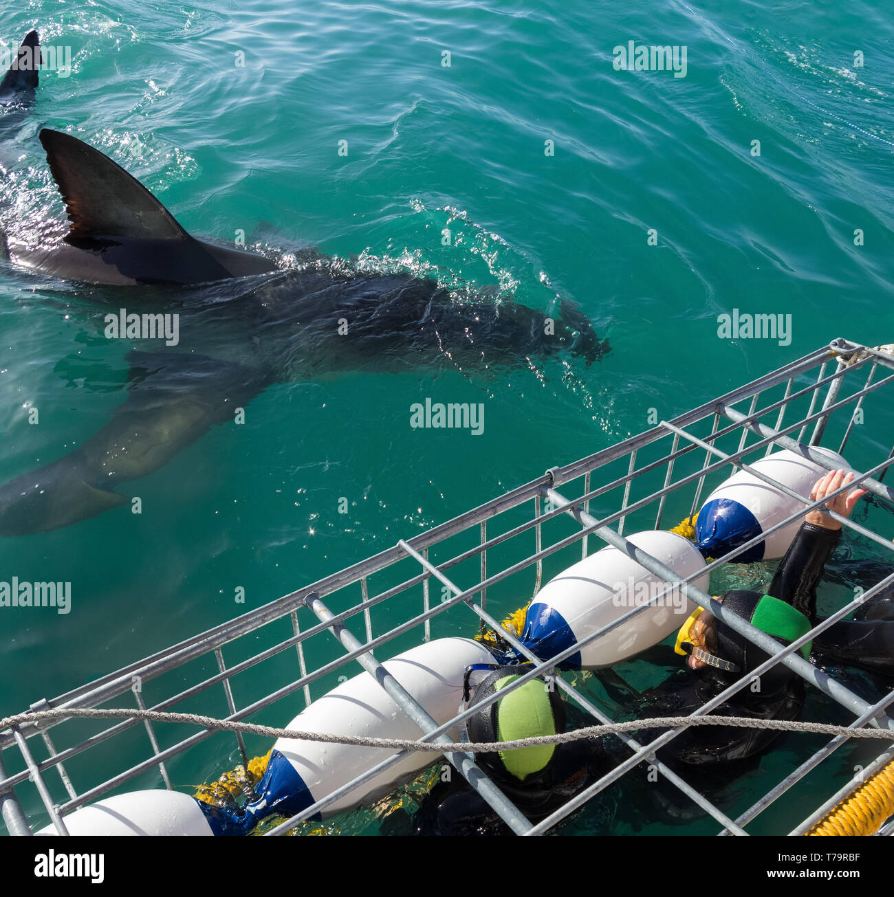 Divers in diving cages in Gaansbaai in South Africa with a great white shark approaching the cage in tourist adventure Stock Photo
