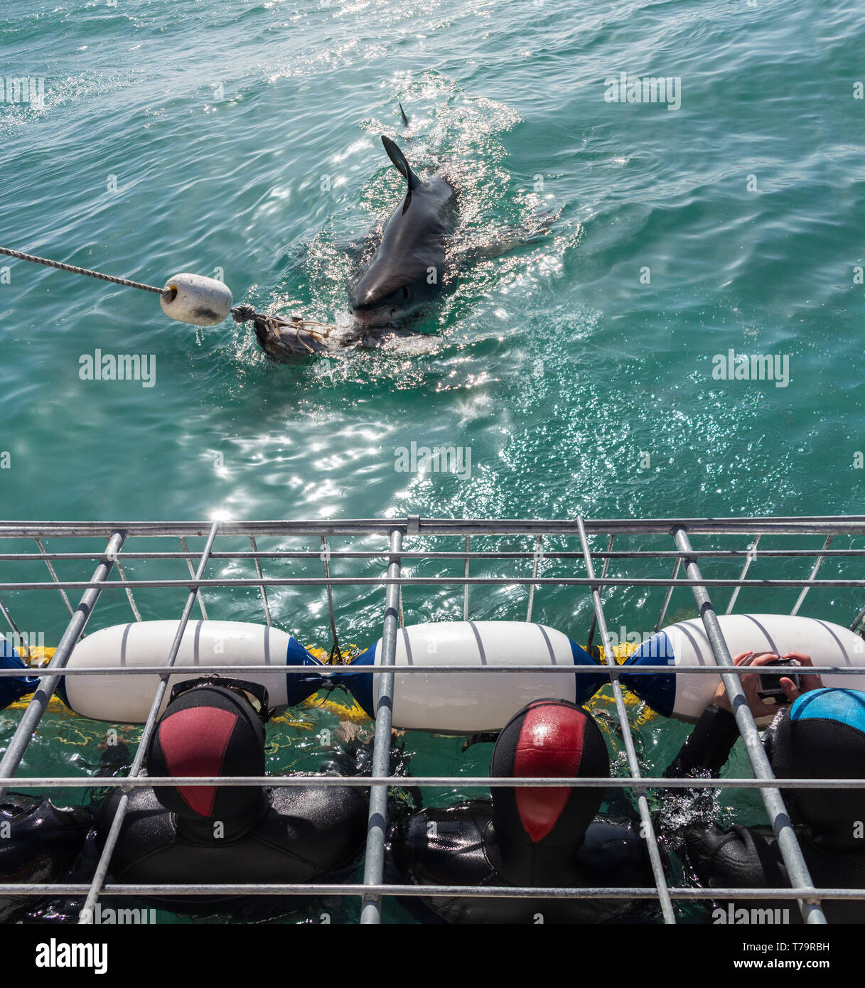 Divers in diving cages in Gaansbaai in South Africa with a great white shark approaching the cage in tourist adventure Stock Photo
