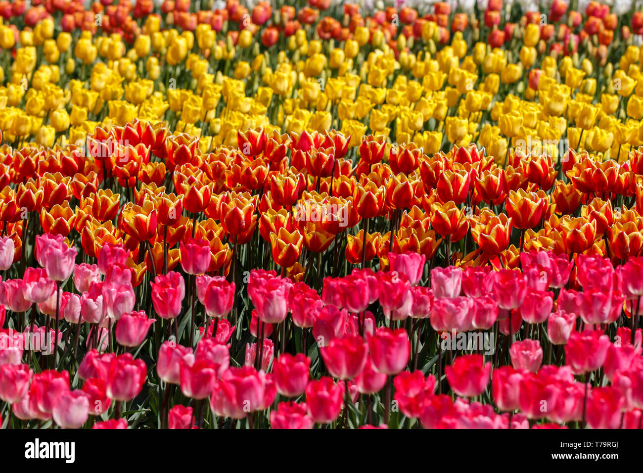 Multiple Rows of Pink Orange and Yellow Spring Tulip Flowers Stock Photo
