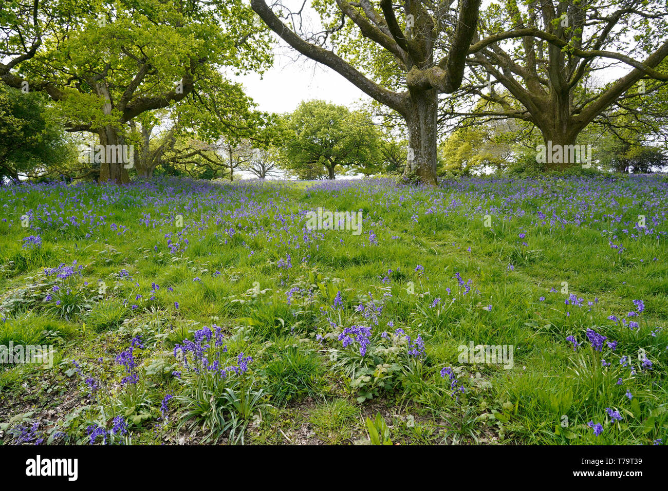 Bluebell wood on a sunny day, England Stock Photo