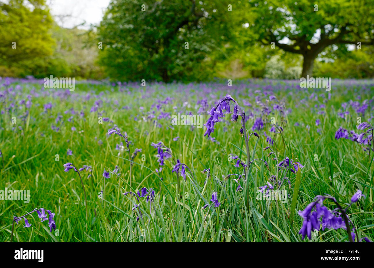 Bluebell wood on a sunny day, England Stock Photo