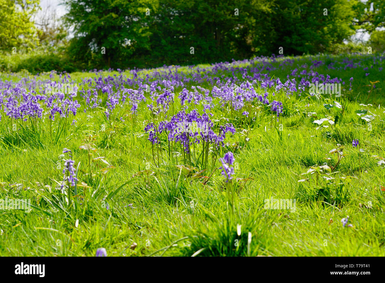 Bluebell wood on a sunny day, England Stock Photo