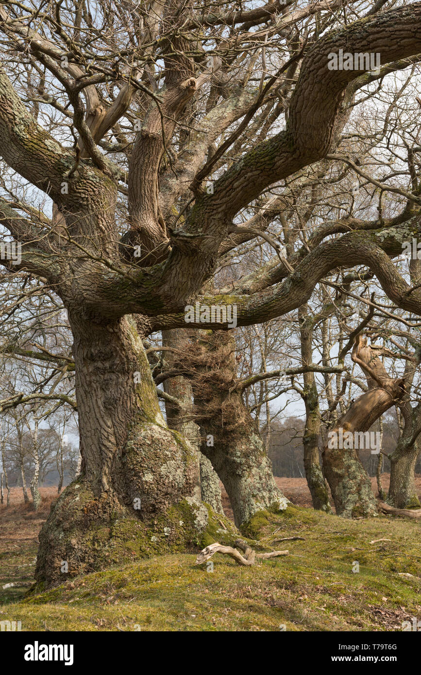 Knarled oak trees at Rowbarrow in the New Forest, Hampshire, UK Stock Photo