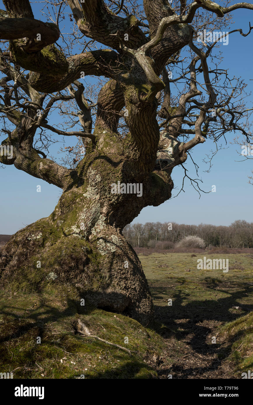 A knarled oak tree at Rowbarrow in the New Forest, Hampshire, UK Stock Photo