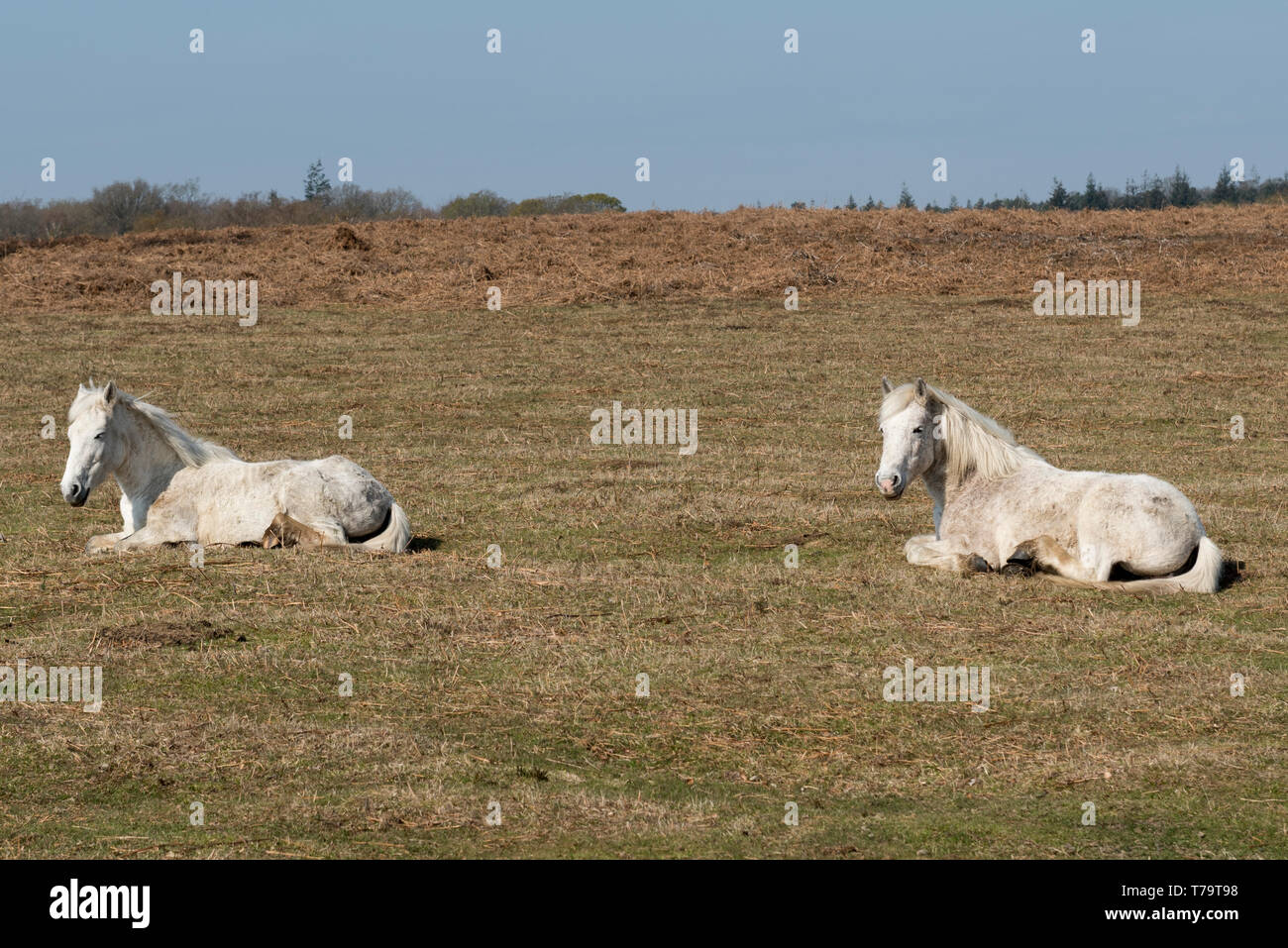A pair of white New Forest ponies sitting at Rowbarrow in the New Forest, Hampshire, UK. Stock Photo