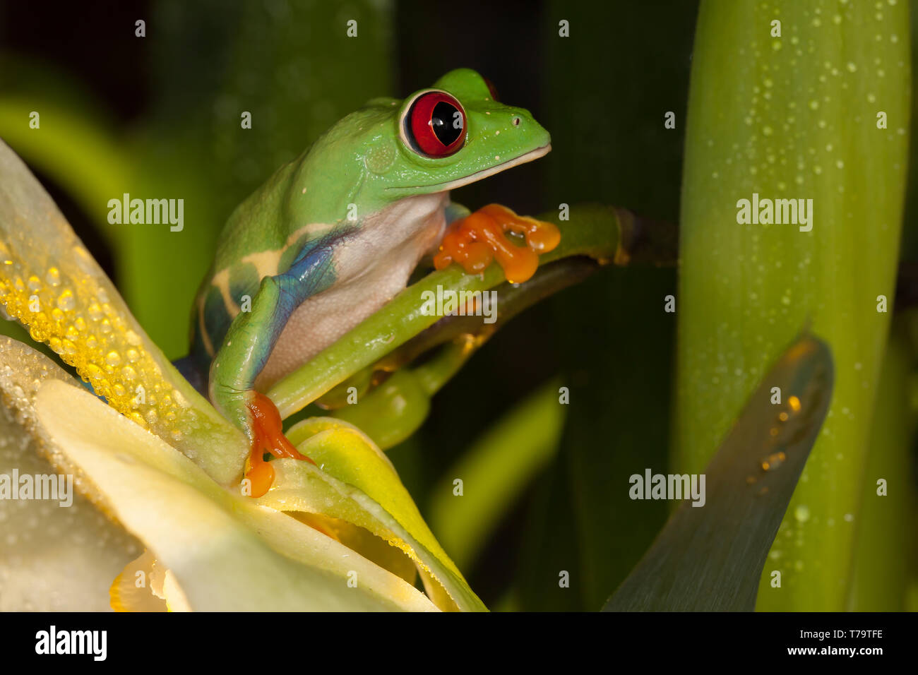 Red eye frog on the orchid flower Stock Photo