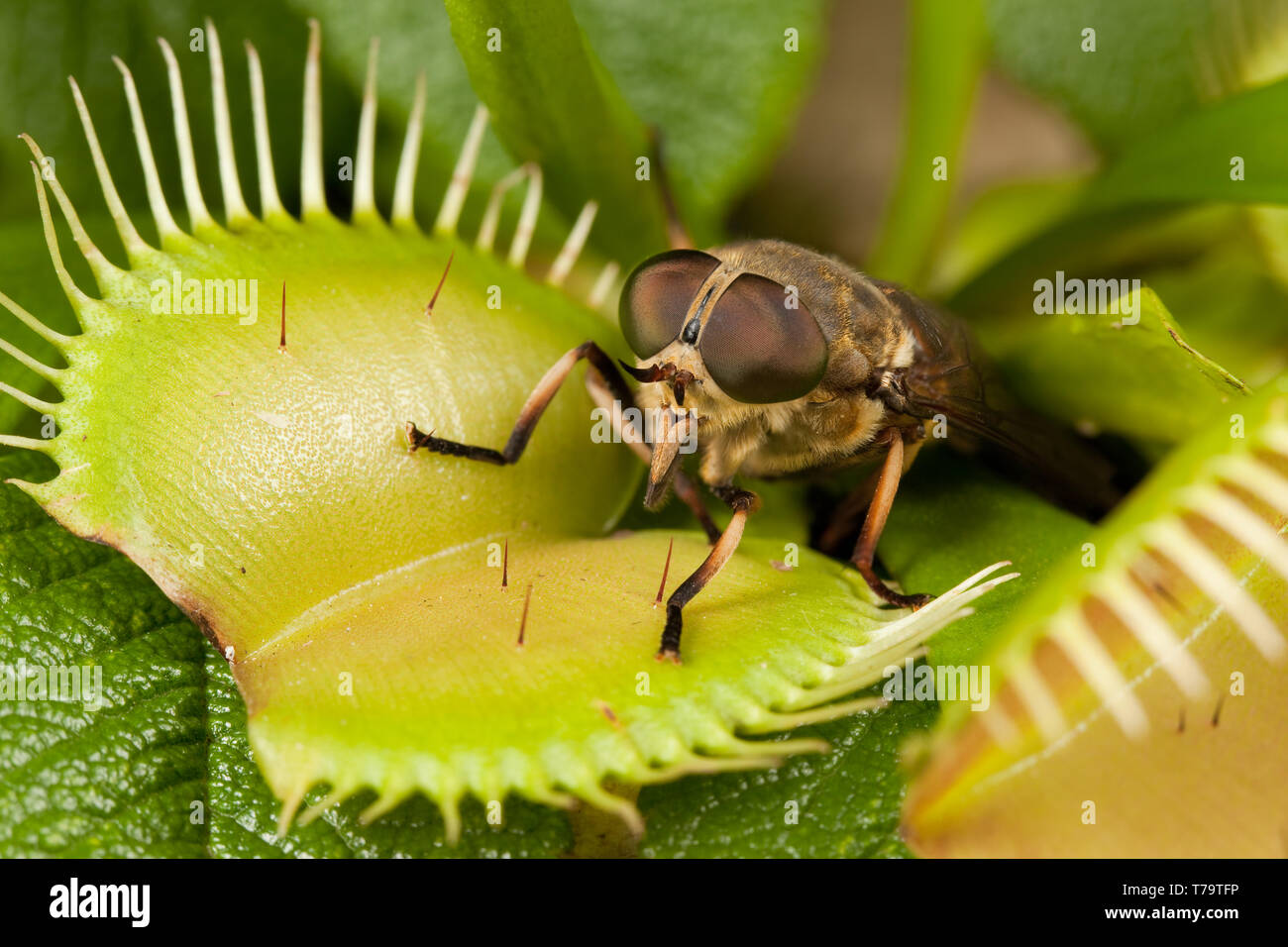 Horse-fly and open flytrap Stock Photo