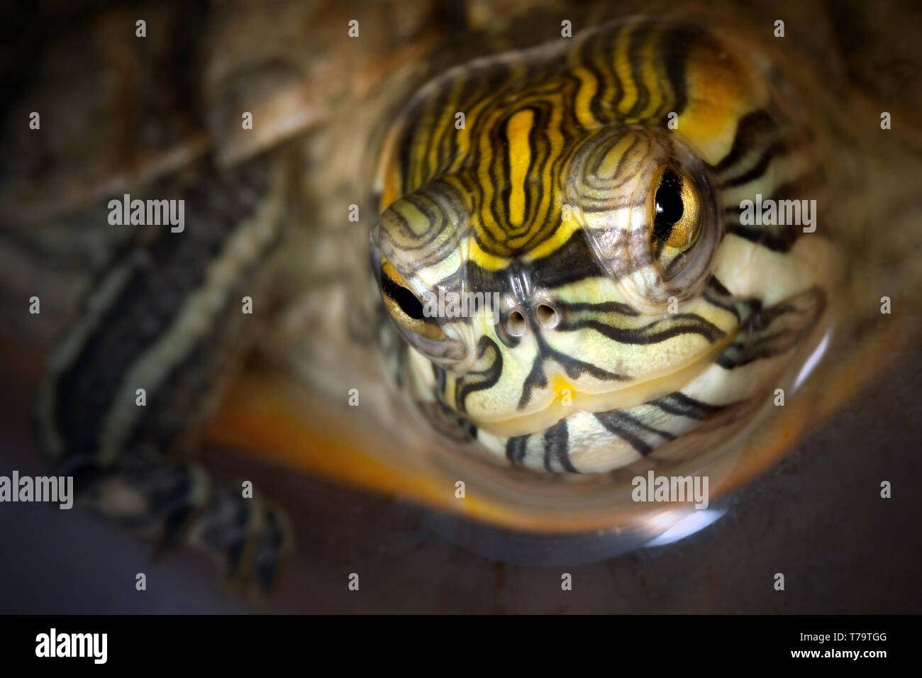 Yellowbellied slider turtle Stock Photo Alamy