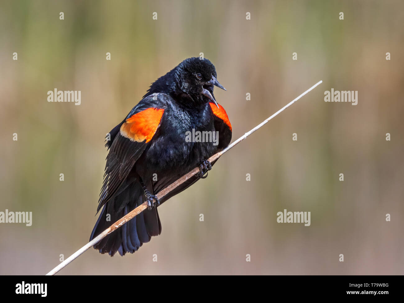 Red-winged blackbird (Agelaius phoeniceus) male singing in the reeds, Iowa, USA. Stock Photo