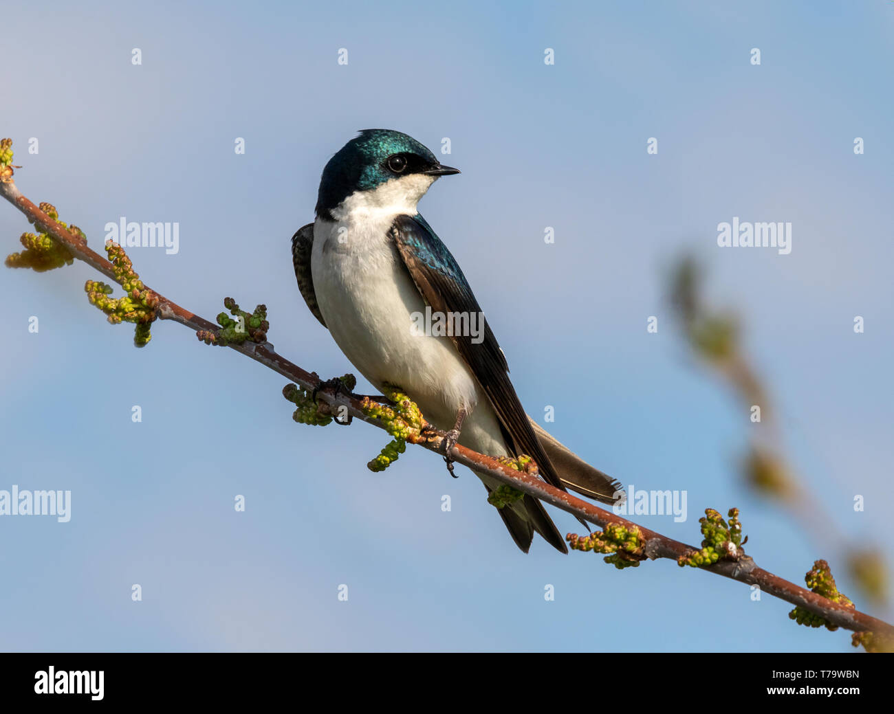Tree swallow (Tachycineta bicolor) male perching on a branch, Iowa, USA Stock Photo