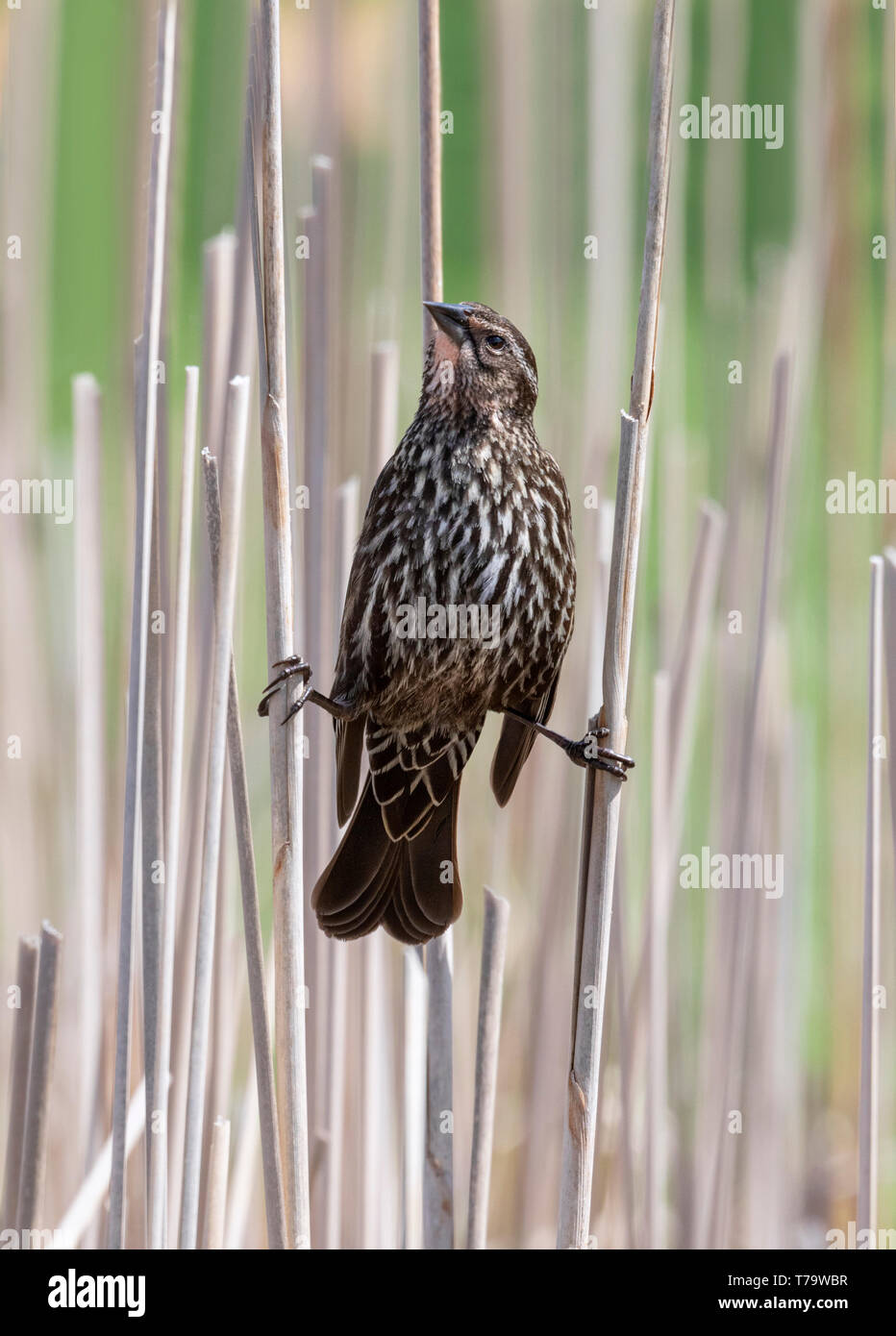 Red-winged blackbird (Agelaius phoeniceus) female in the reeds of a forest lake, Iowa, USA. Stock Photo