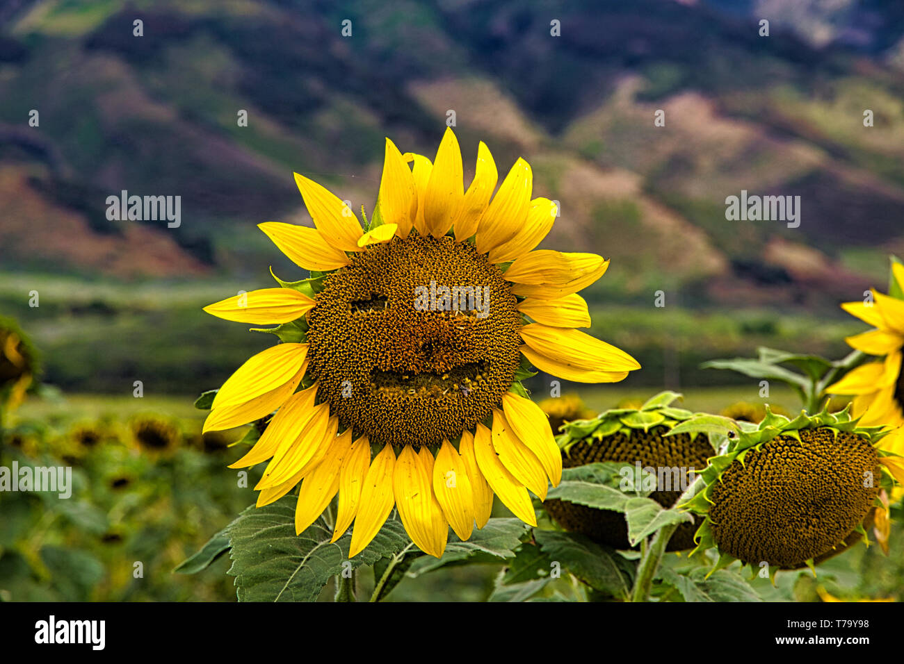 Sunflower field on Maui Stock Photo Alamy