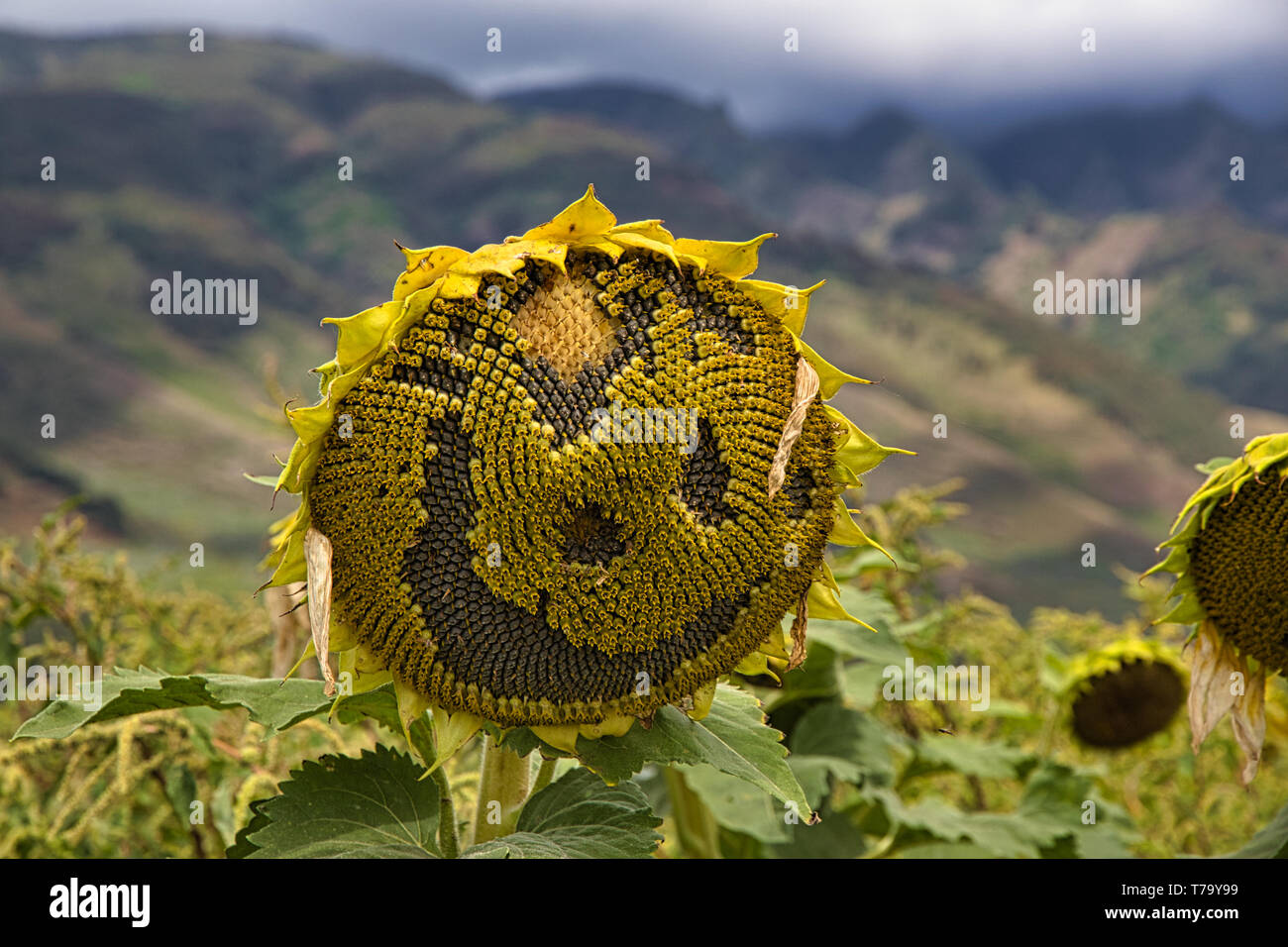 Sunflower Field on Maui Stock Photo Alamy