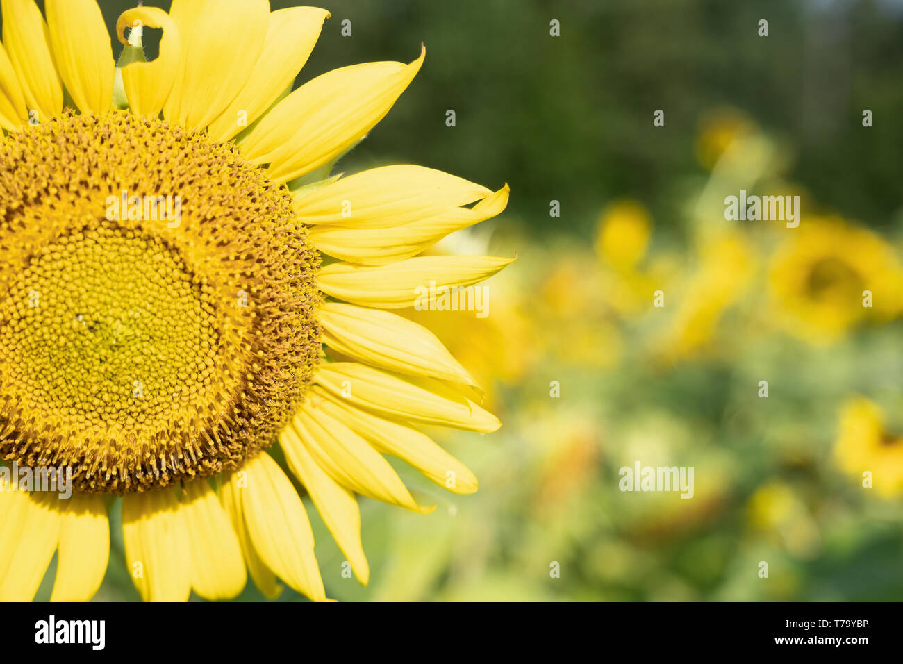 The Colors Of Sunflowers Stock Photo Alamy The Colors Of Sunflowers Stock Photo Alamy