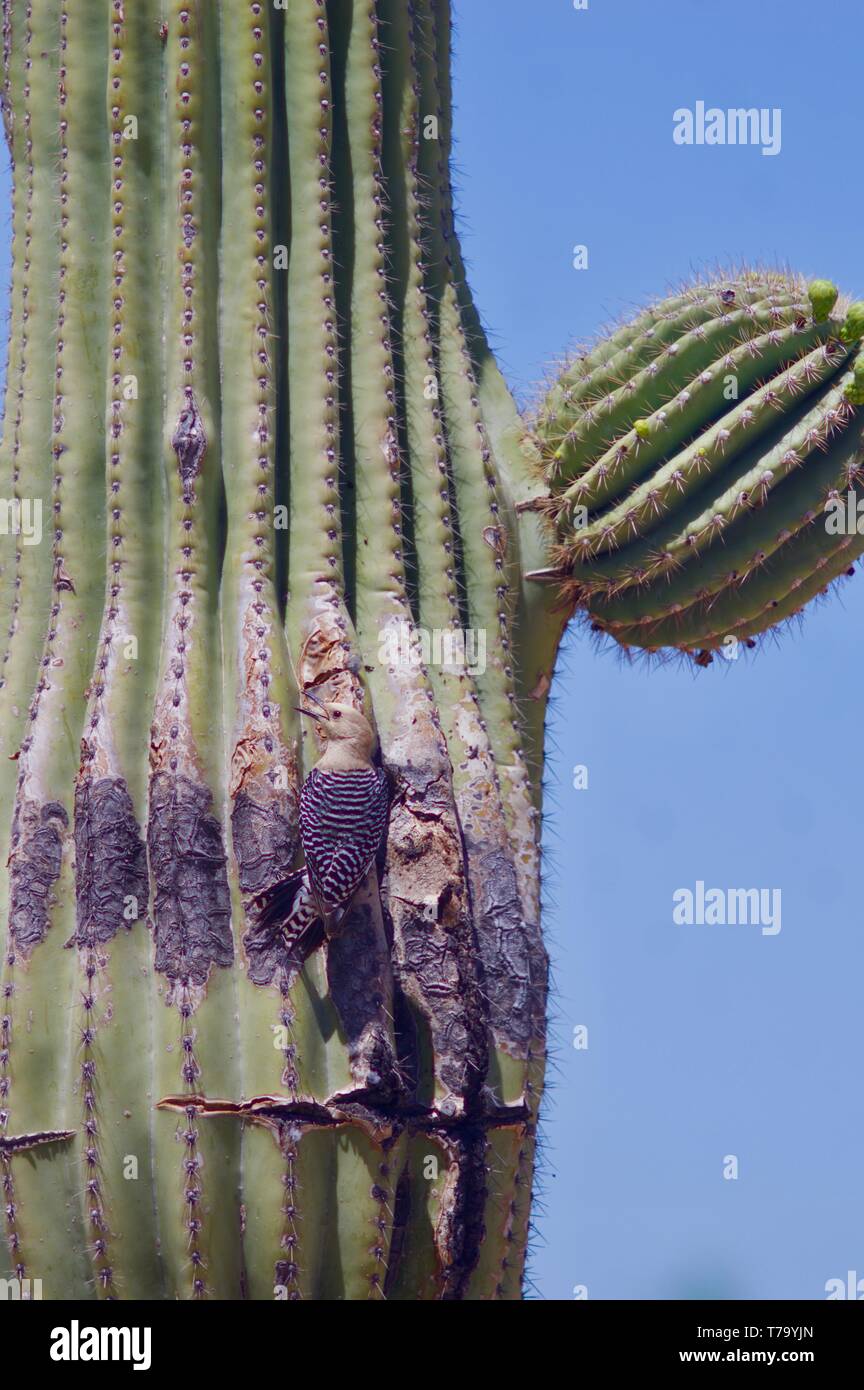 Gila Woodpeckers at nest in Saguaro Cactus Stock Photo - Alamy