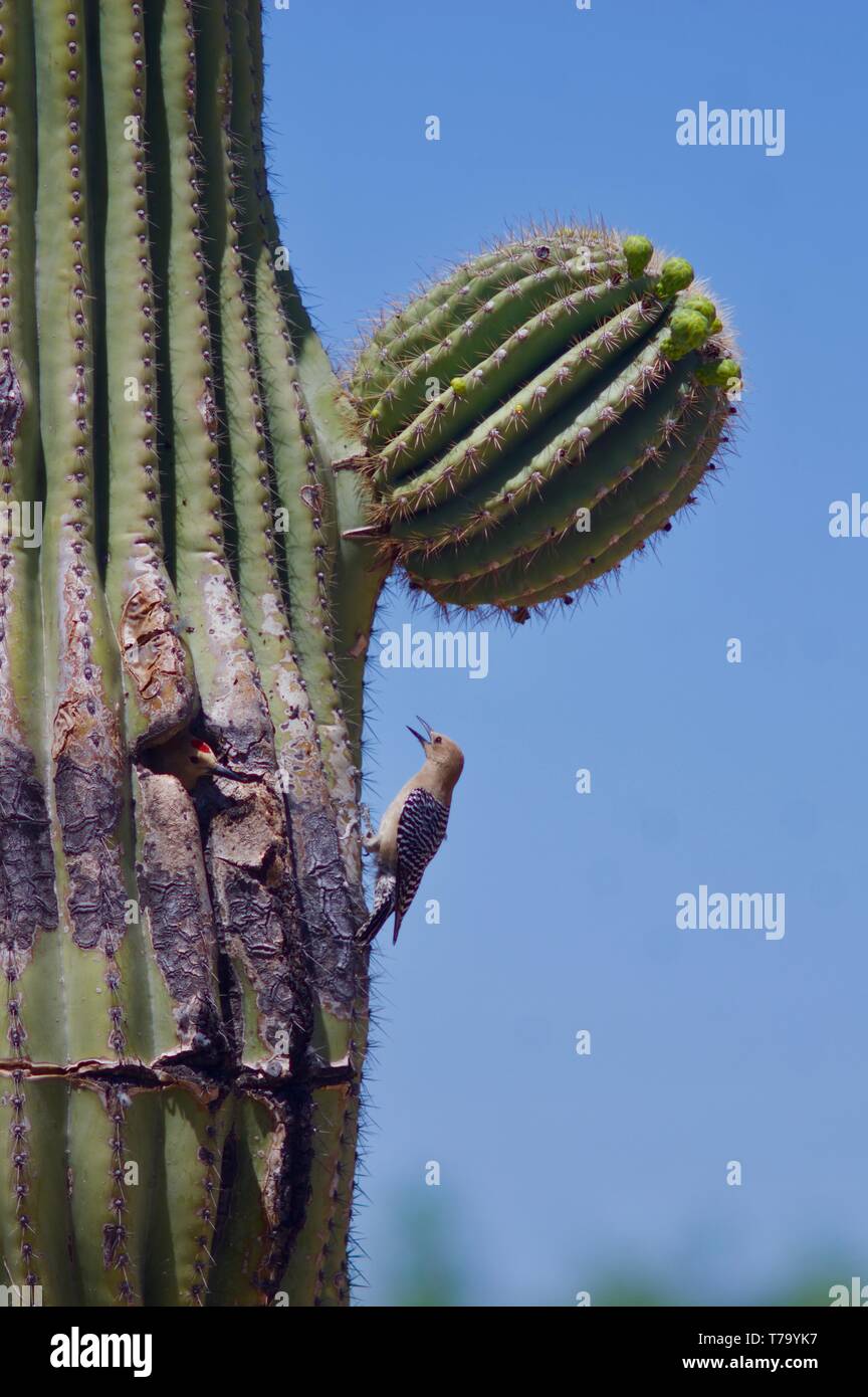 Gila Woodpeckers at nest in Saguaro Cactus Stock Photo - Alamy