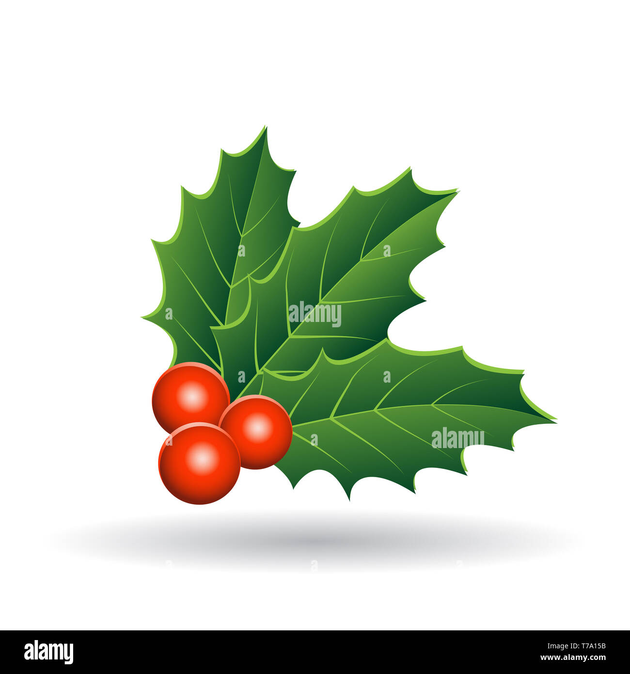 Vector Illustration of Holly Berries with Stacked Leaves isolated on a ...