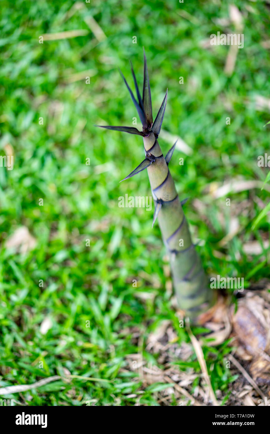 bamboo shoots in the garden / park with blur grass background Stock Photo Alamy