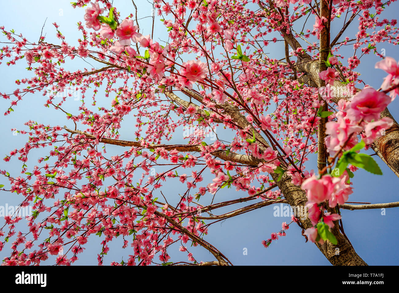 Fake Sakura blossom sticks on the dry tree Stock Photo Alamy