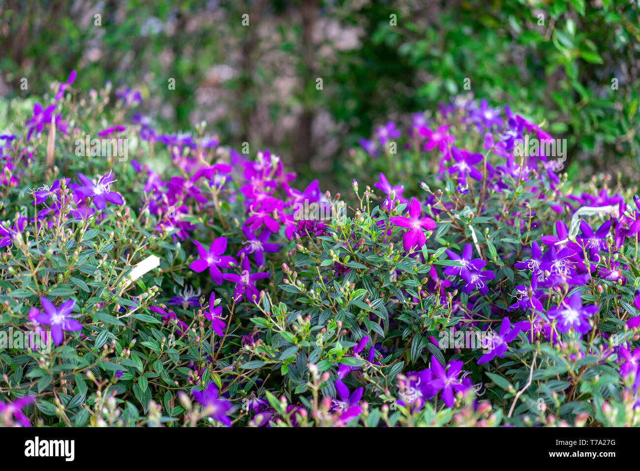 purple violet flower in the garden at the morning sunlight. Stock Photo