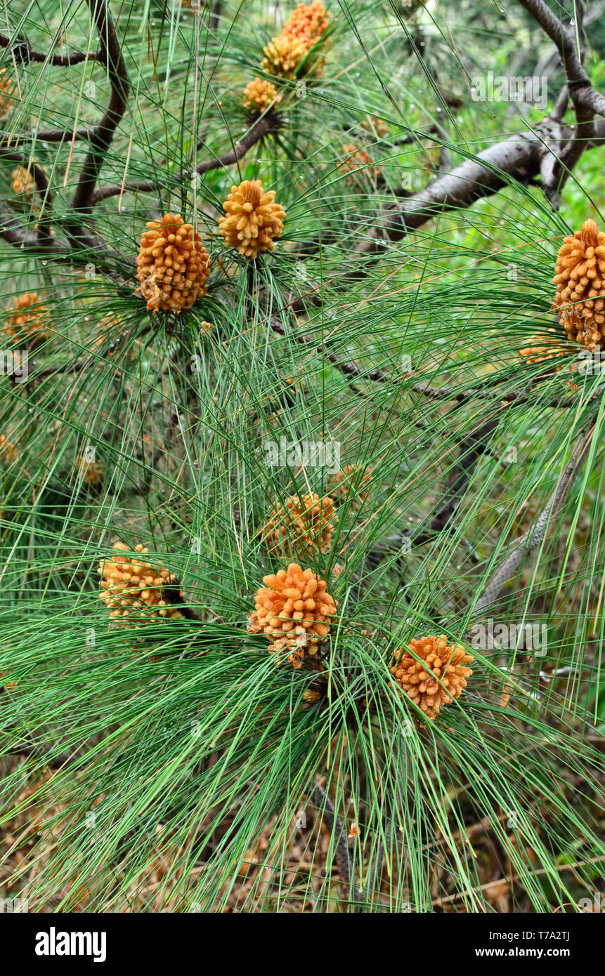 Pinus roxburghii male cones Stock Photo