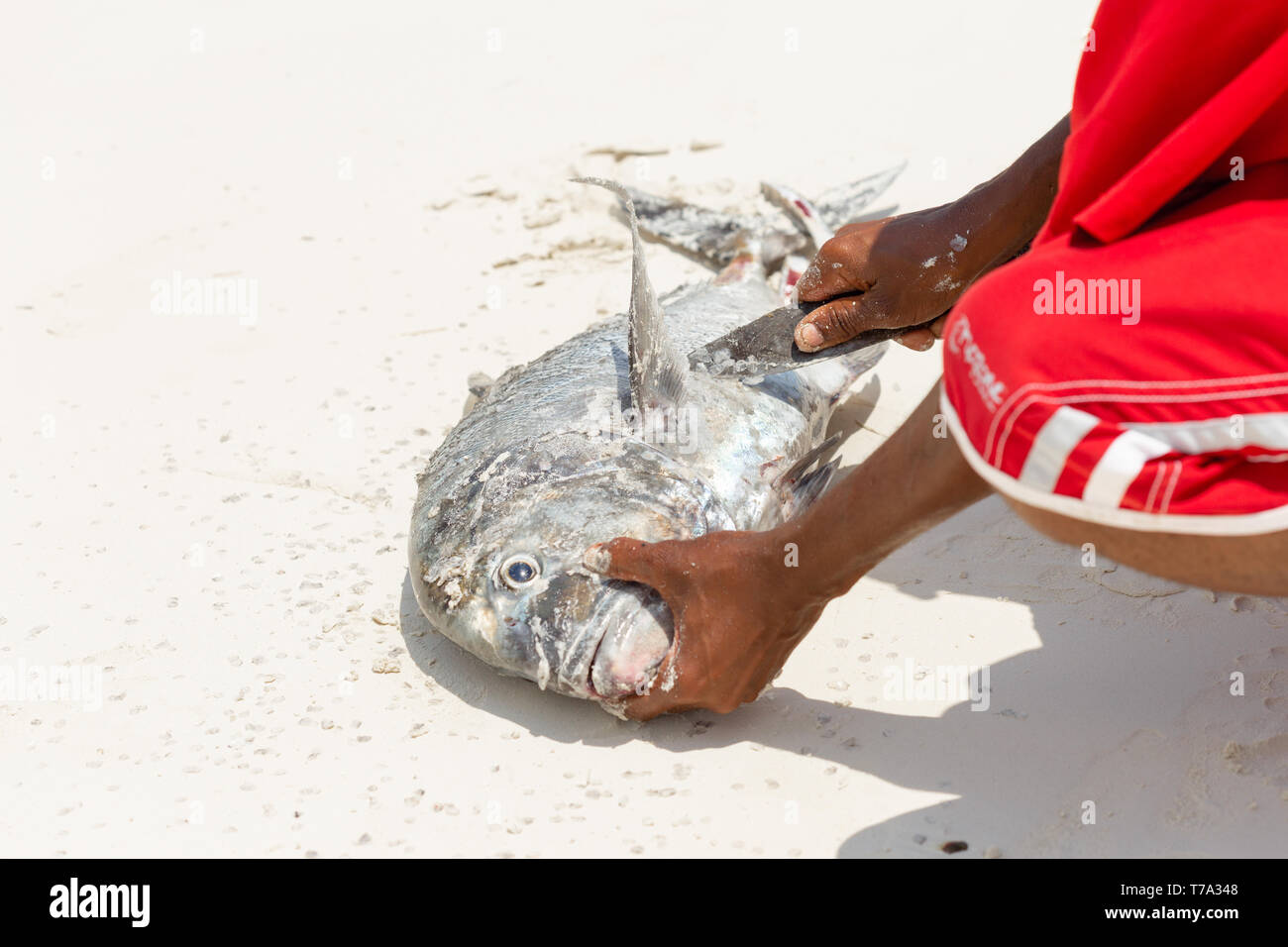 Man cleans fresh tuna fish freshly caught in the ocean on the sandy