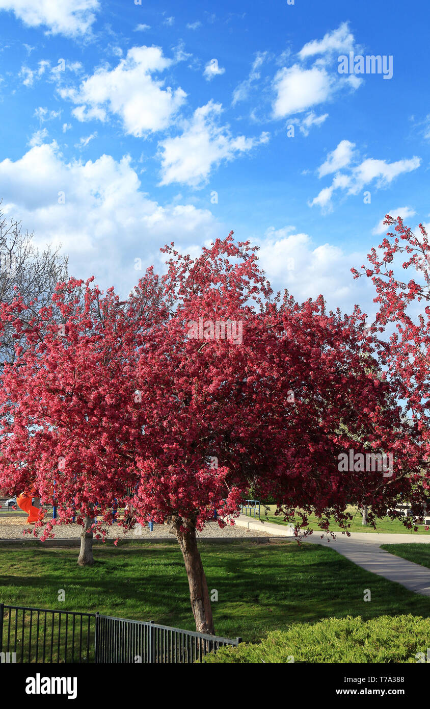 Cherry blossom trees in the small neighborhood park and playground ...