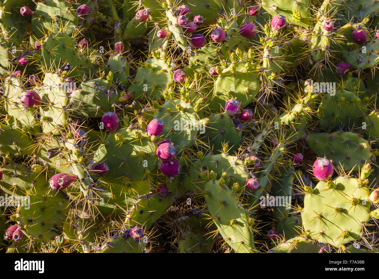Prickly pear cactus is growing abundantly on the island Tenerife, Canary Islands, Spain Stock Photo