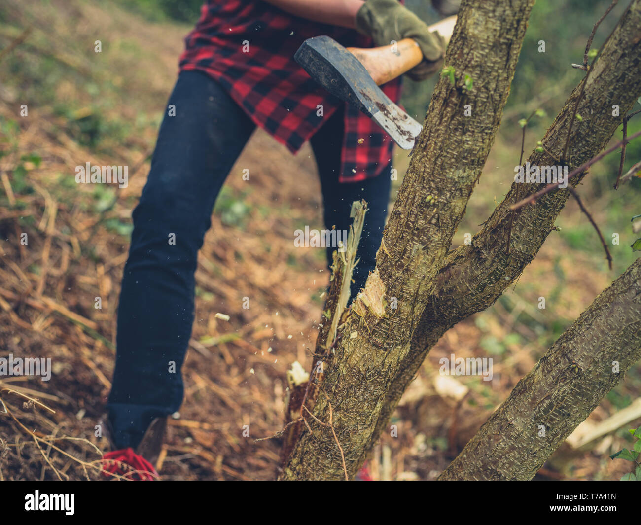 A young woman is cutting down a tree with an axe Stock Photo