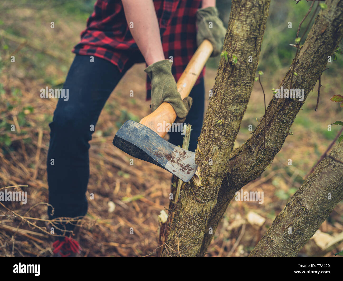 A young woman is cutting down a tree with an axe Stock Photo
