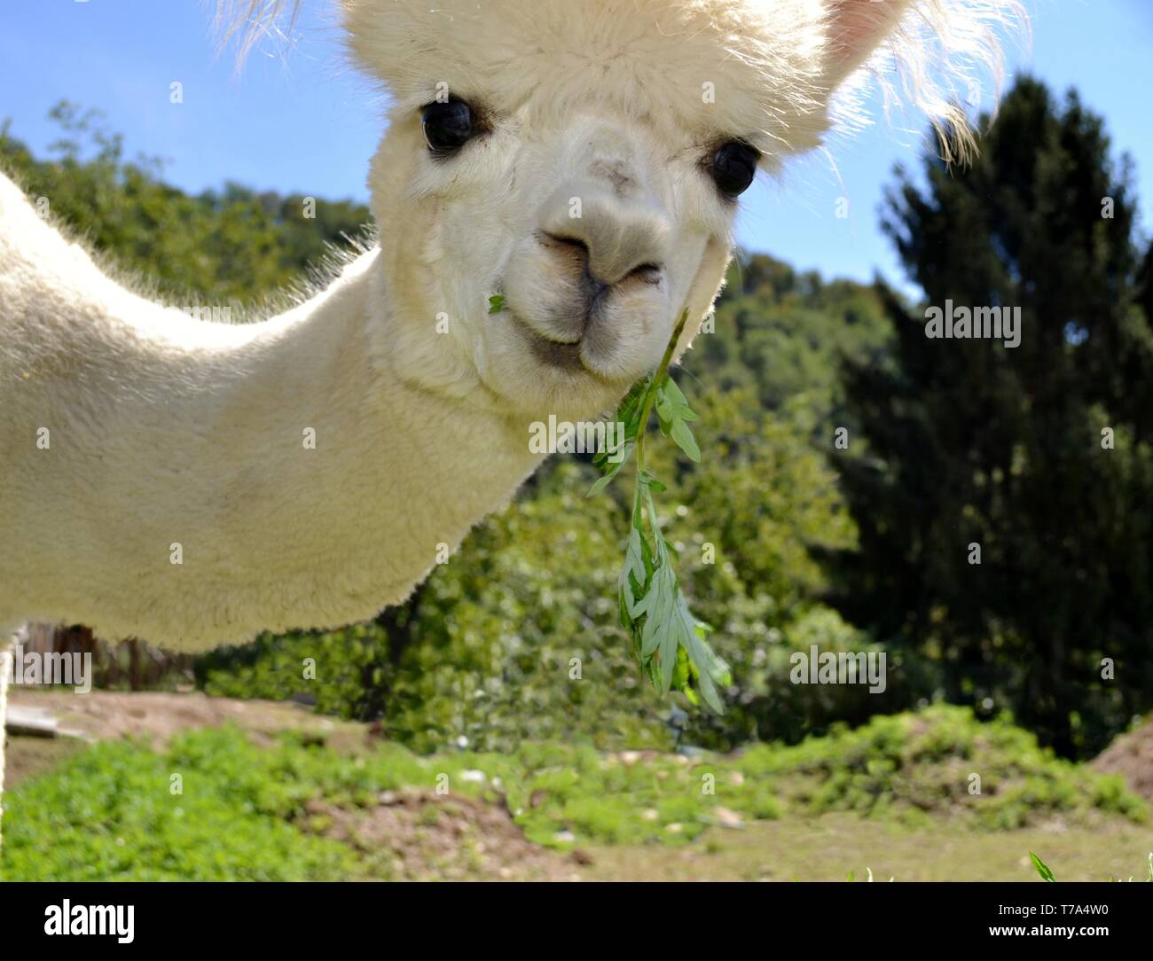 Portrait of white curious alpaca with long neck and big ball like black eyes standing in a garden. Stock Photo