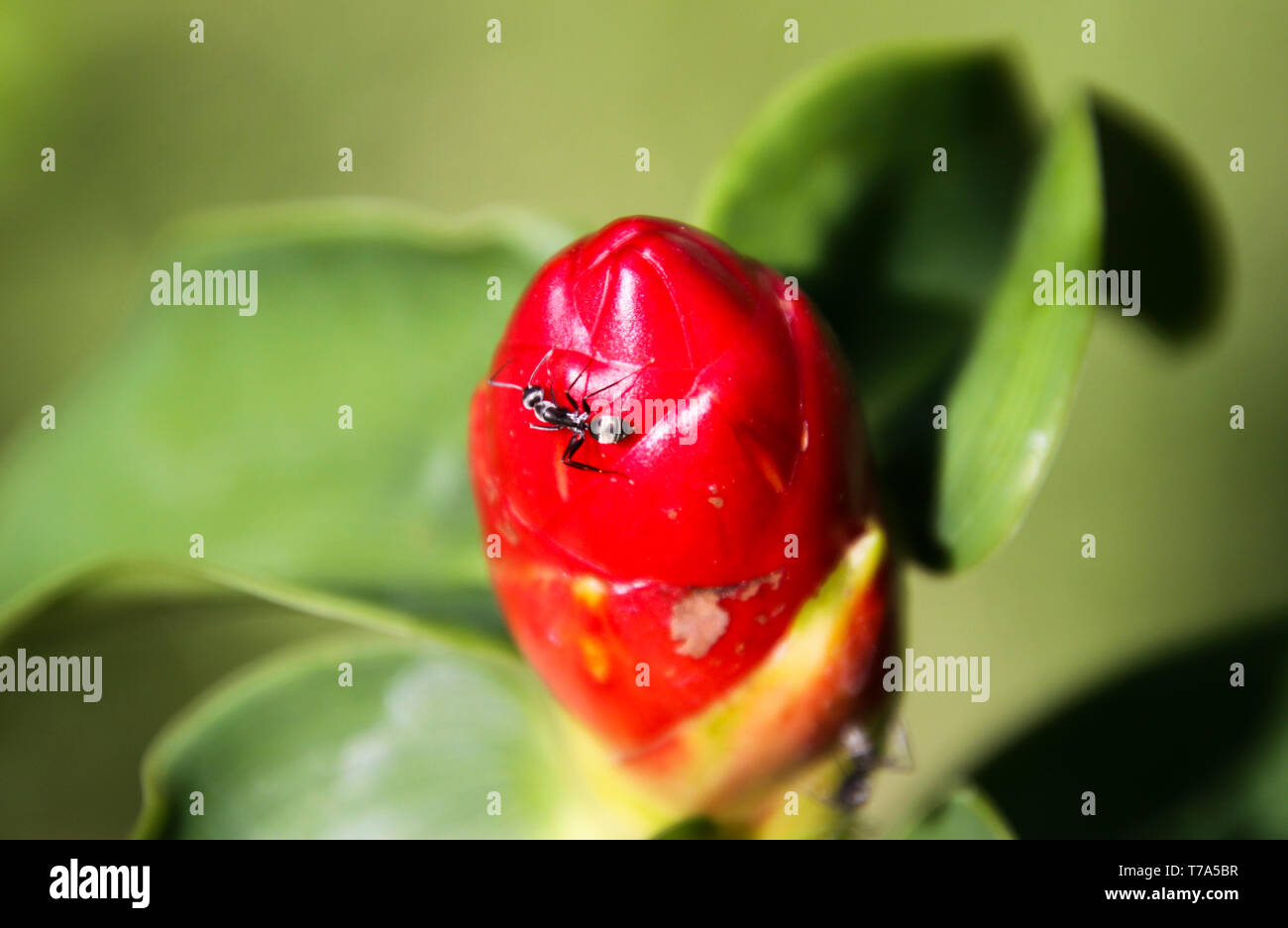 Close up of isolated ant crawling on red scarlet spiral ginger plant (costus woodsonii), Chiang Mai, Thailand Stock Photo