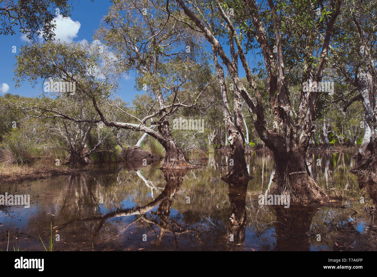 Environment of botanical garden wetland trees and water with sun lighting and blue sky. Stock Photo