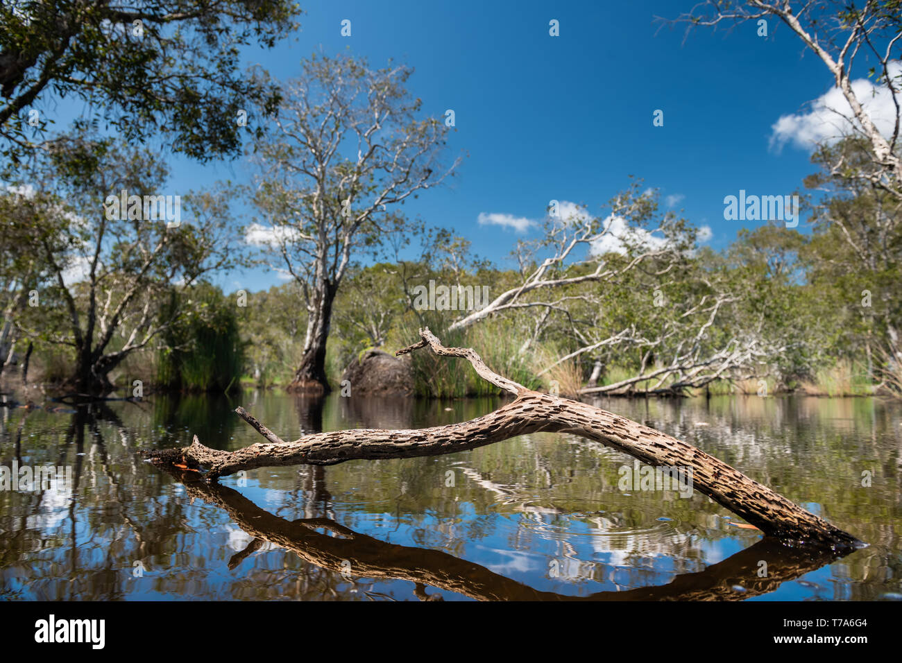 Environment of botanical garden wetland trees and water with sun lighting and blue sky. Stock Photo
