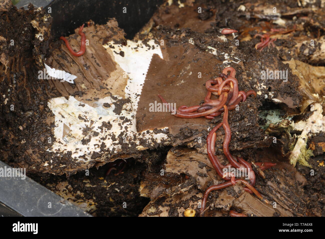 red worms in compost bait for fishing Stock Photo Alamy