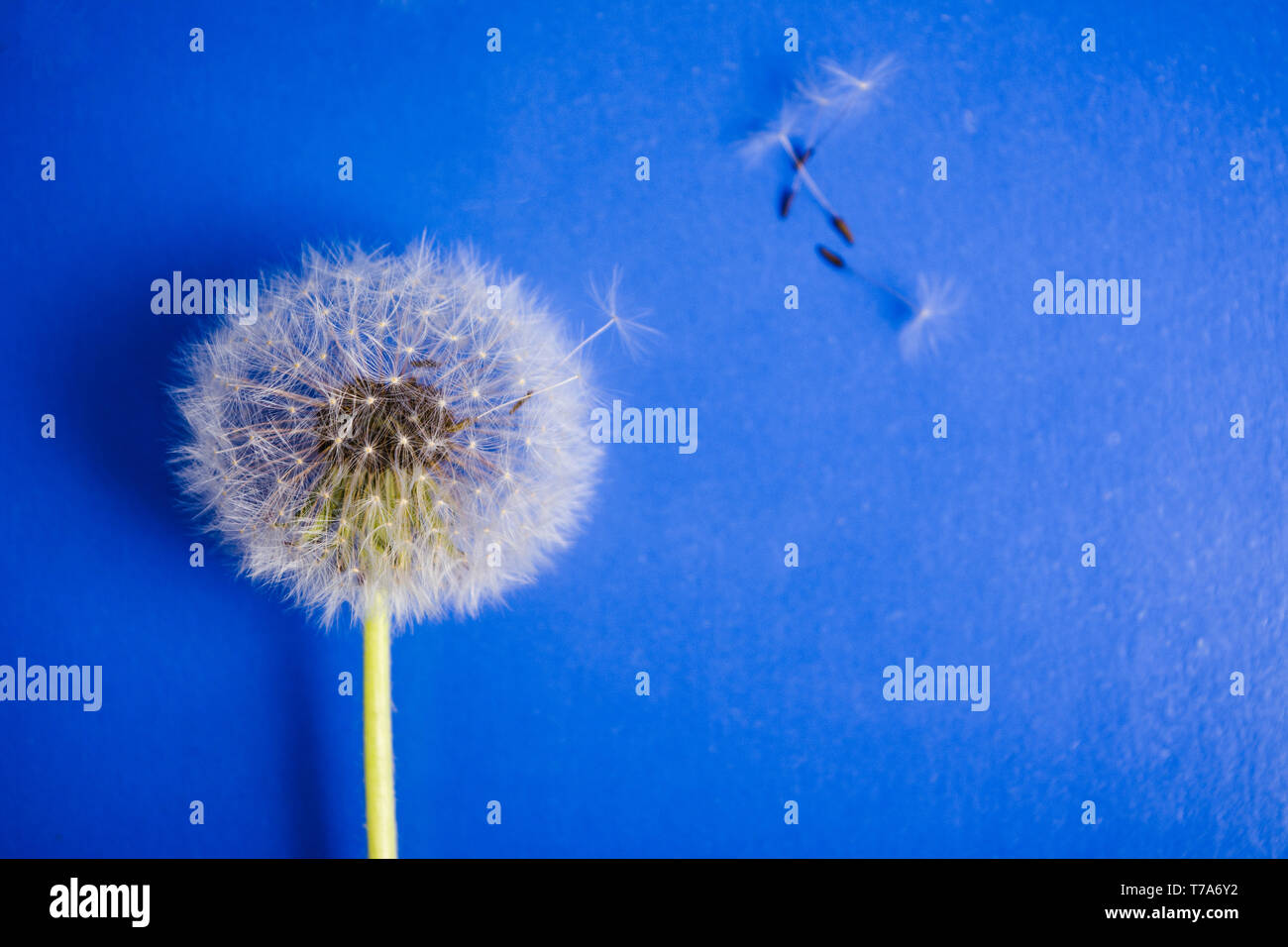 Dandelion flowers and seeds on blue background Stock Photo