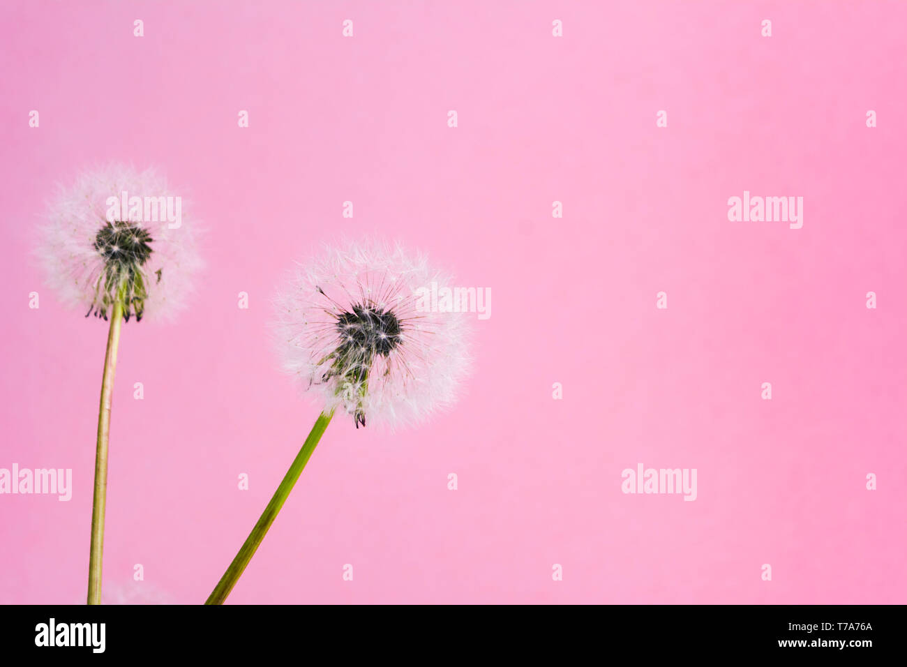 Dandelion flowers and seeds on pink background Stock Photo