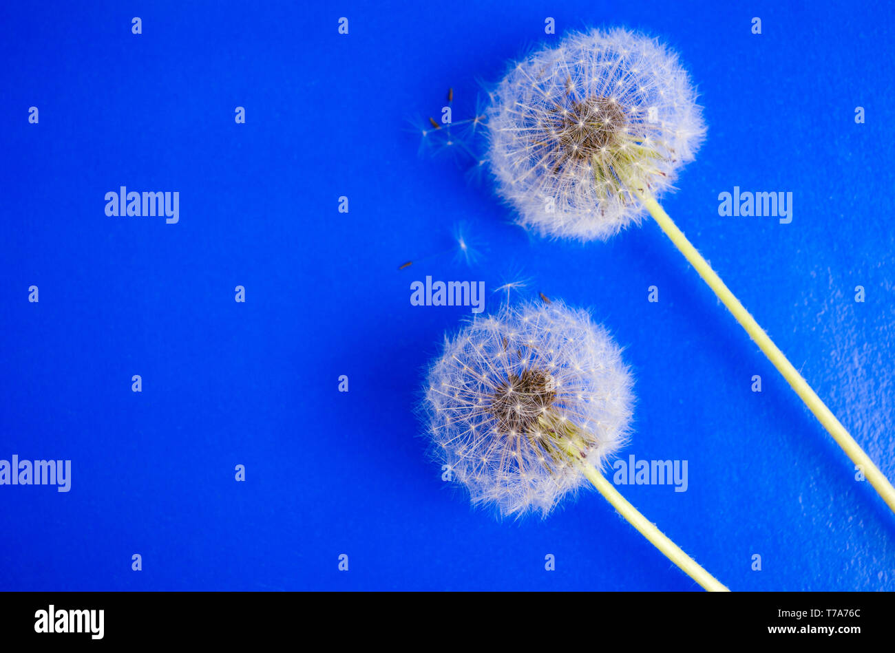 Dandelion flowers and seeds on blue background Stock Photo