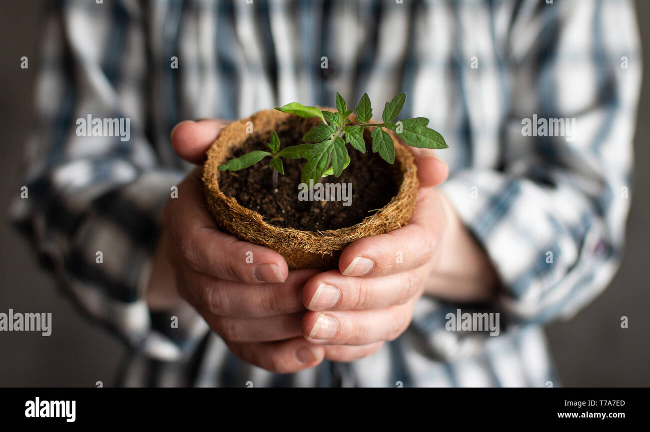 Woman holding in her hands a tomato sprout in a eco friendly pot ...