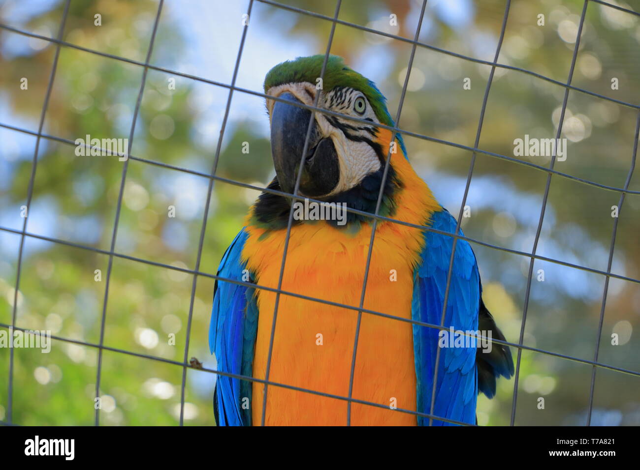Isolated Macaw Parrot in a Cage in captivity Stock Photo Alamy