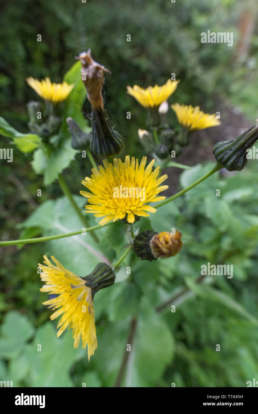 Yellow flowers / flowering top of Smooth SowThistle / Sonchus