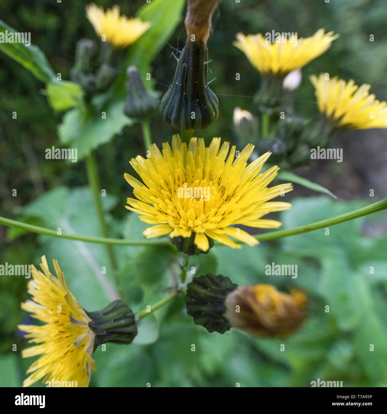Yellow flowers / flowering top of Smooth SowThistle / Sonchus