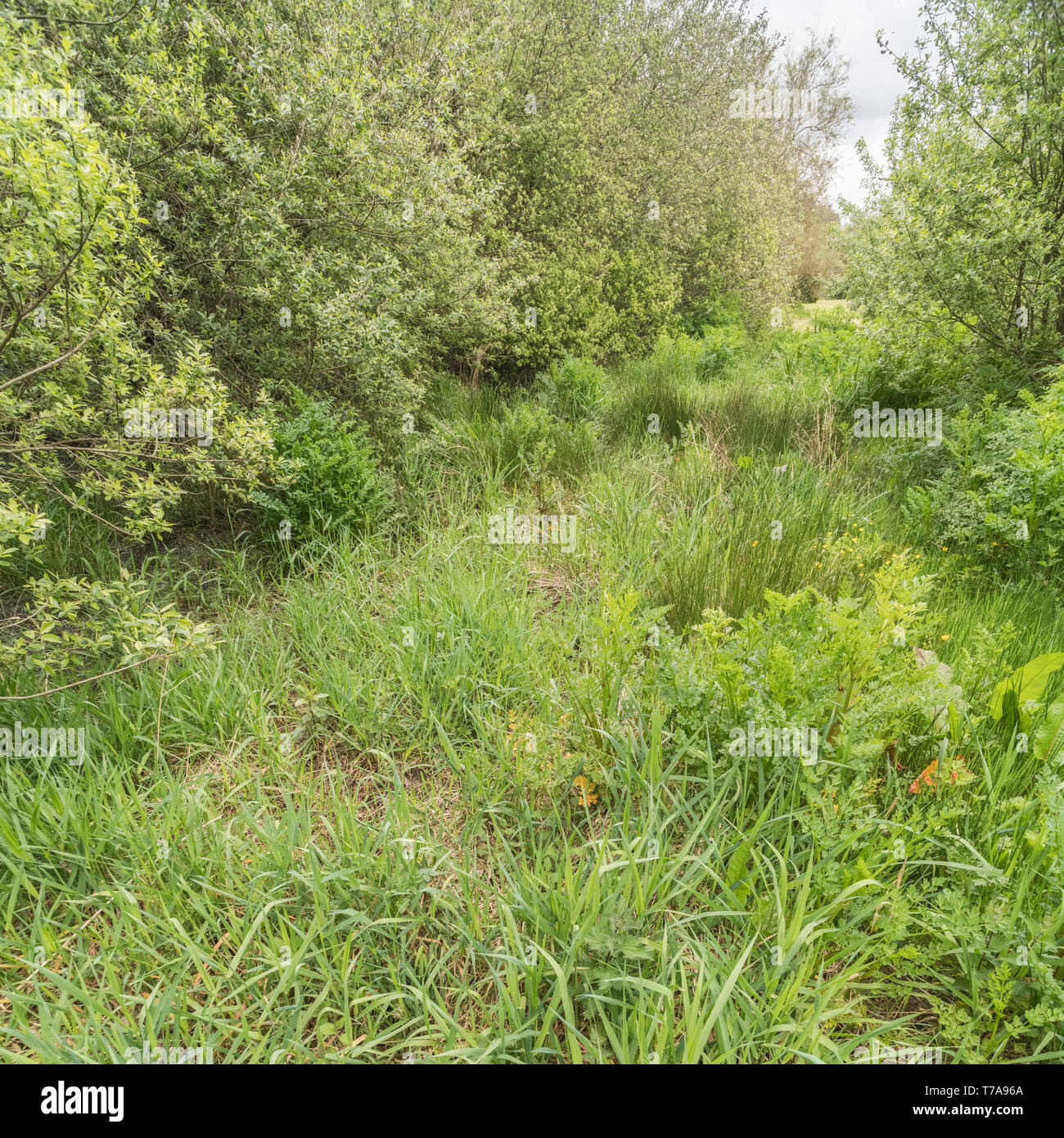 Example of wet boggy ground. Key identifiers Goat willow shrubs LHS, parsley-like leaves of Hemlock Water-dropwort, and spiky dark green Juncus Rush. Stock Photo